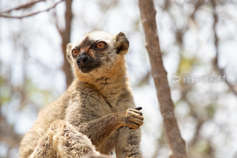 可爱的棕色狐猴(Eulemur fulvus)有橙色的眼睛。